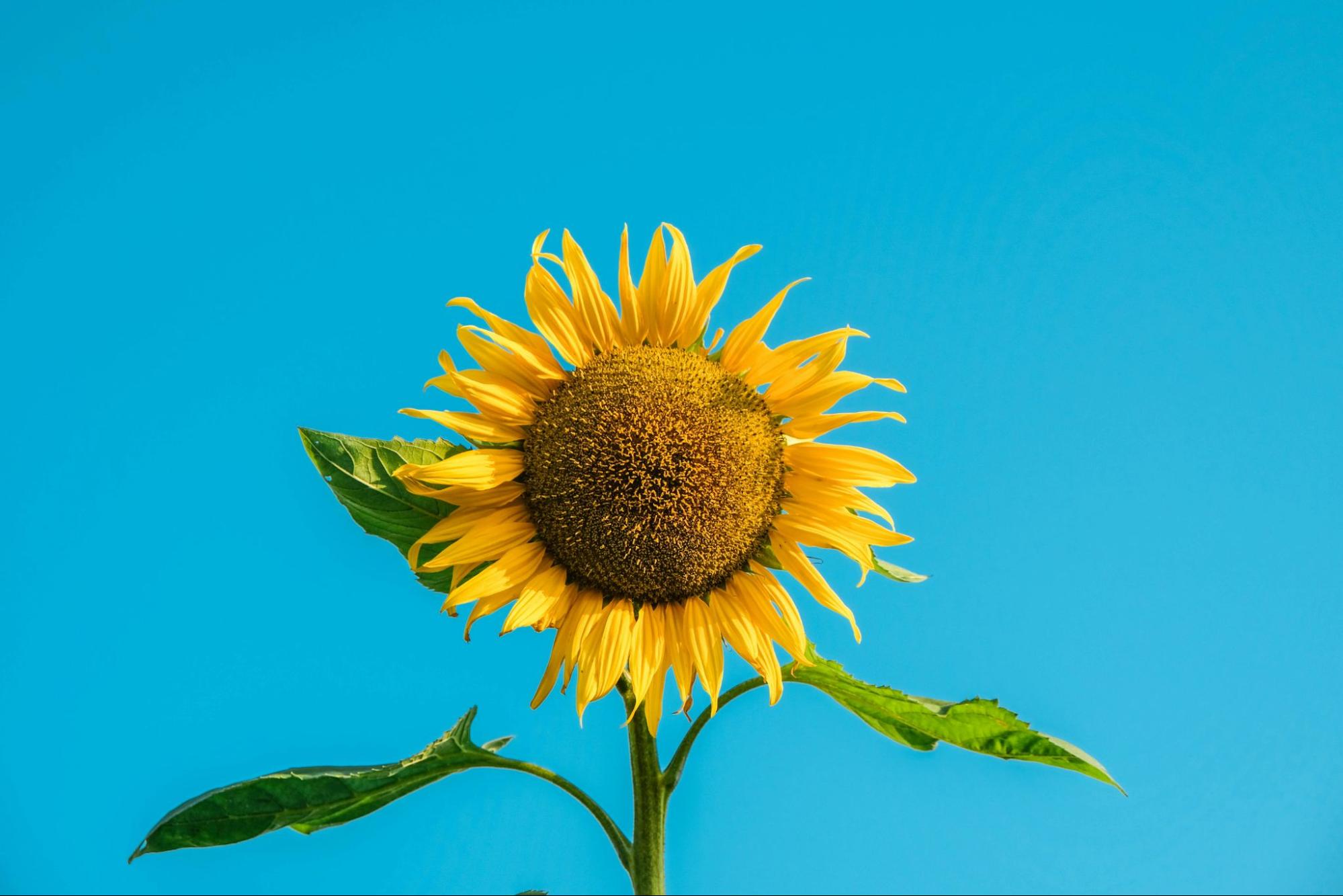 flower - sunflower yellow leafs with darker round-shape middle